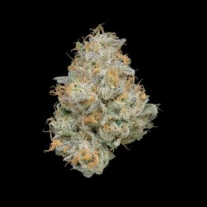 Berry Fizz | Caleta Flower